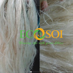 Ananas Fiber - PALF Q1